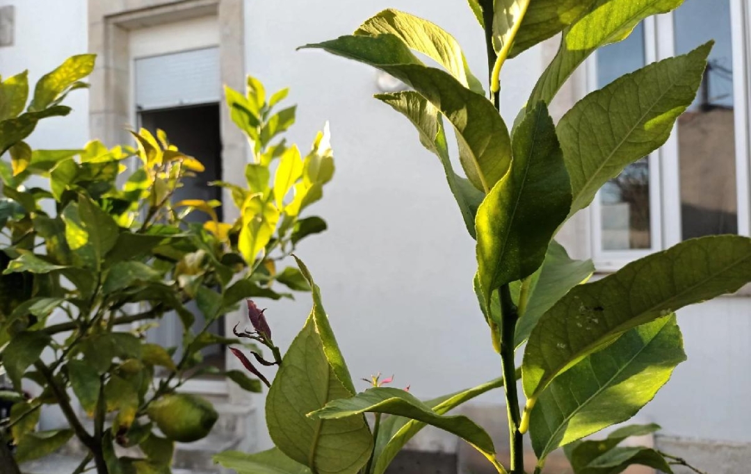 Marie-Paule GUILLEMET immobilier : Apartment | LA ROCHELLE (17000) | 32 m2 | 241 280 € 